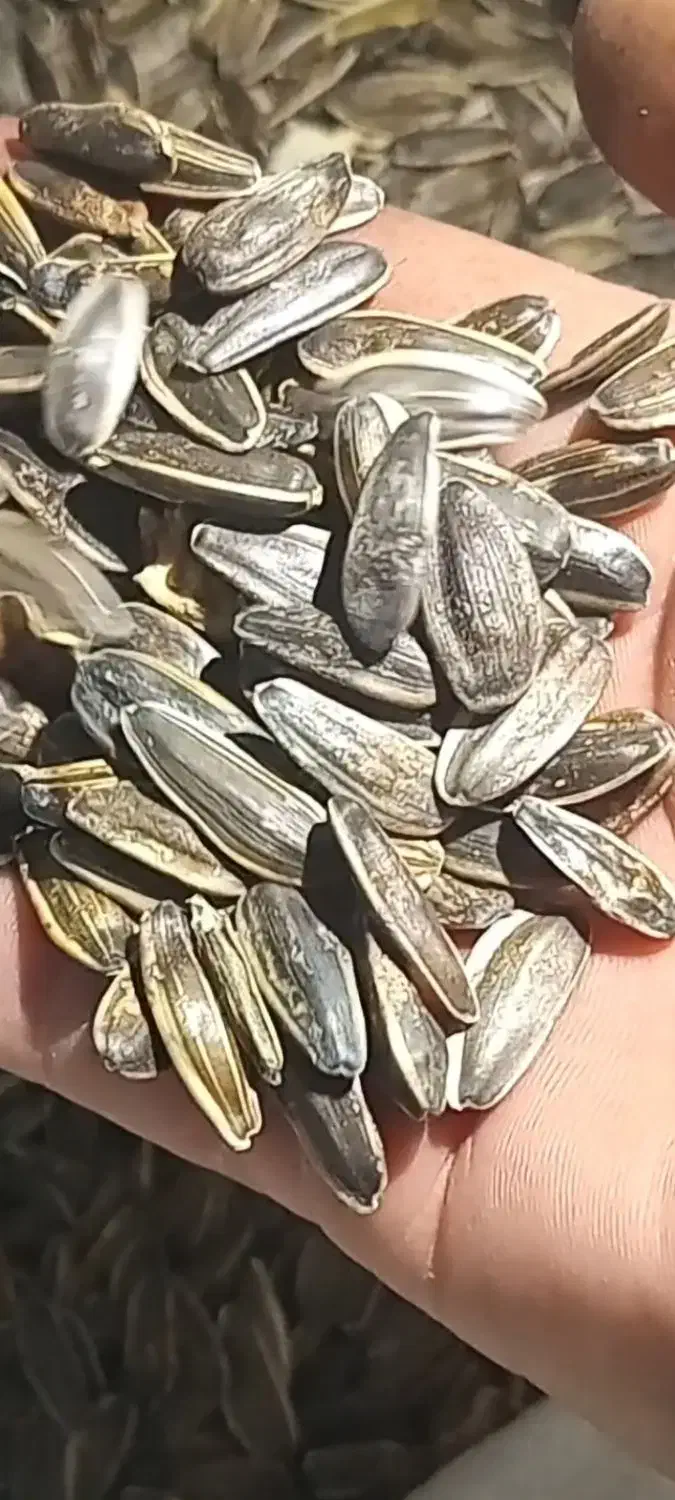 تخمه کانادایی s400کشت اول|خوردنی و آشامیدنی|کنگاور, |دیوار