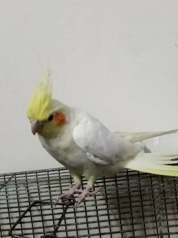 پرنده عروس|پرنده|قم, سراجه (۱۵ خرداد)|دیوار