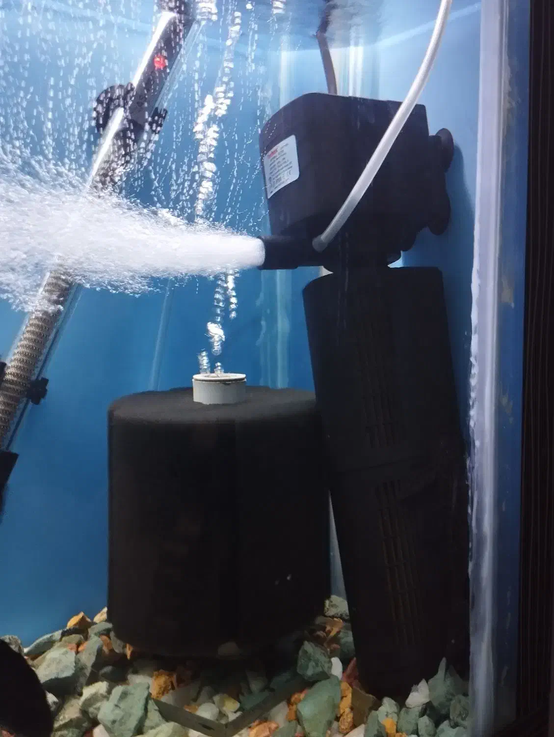 آکواریوم با ماهی و تجهیزات|ماهی|مراغه, |دیوار