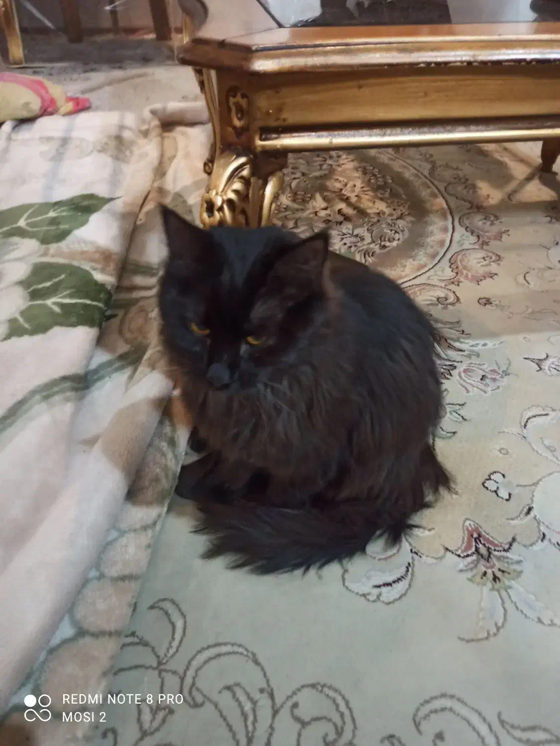 واگذاری گربه|گربه|اصفهان, مارچین|دیوار