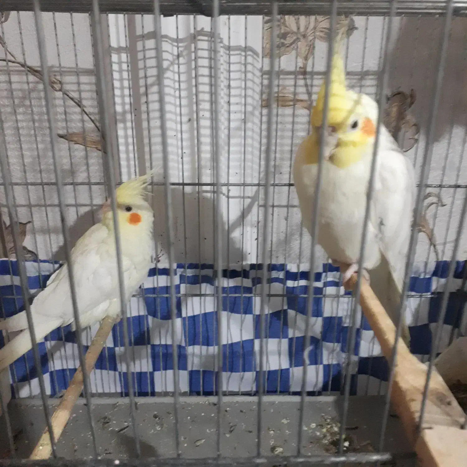 جفت عروس پاریس لوتینو ۳میلیون|پرنده|اهواز, بعثت|دیوار