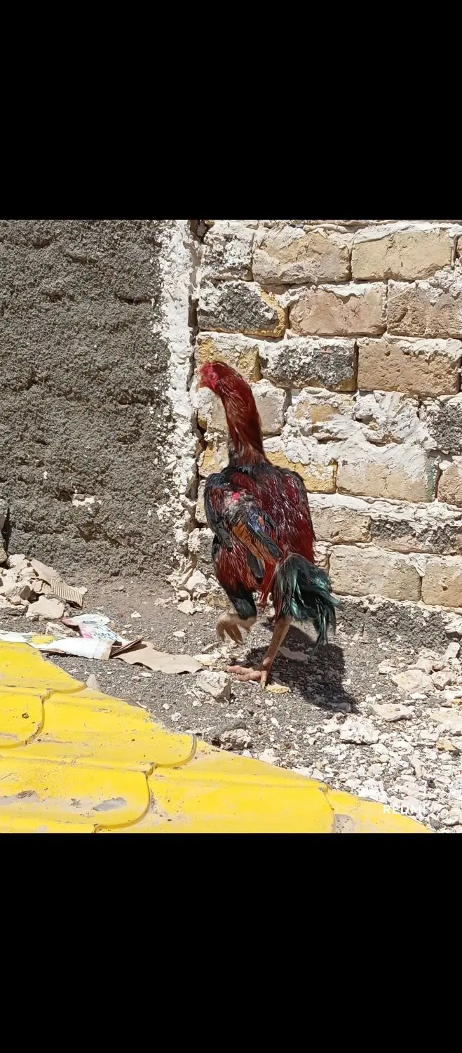 مرغ|حیوانات مزرعه|تربت‌حیدریه, مسجد جامع|دیوار