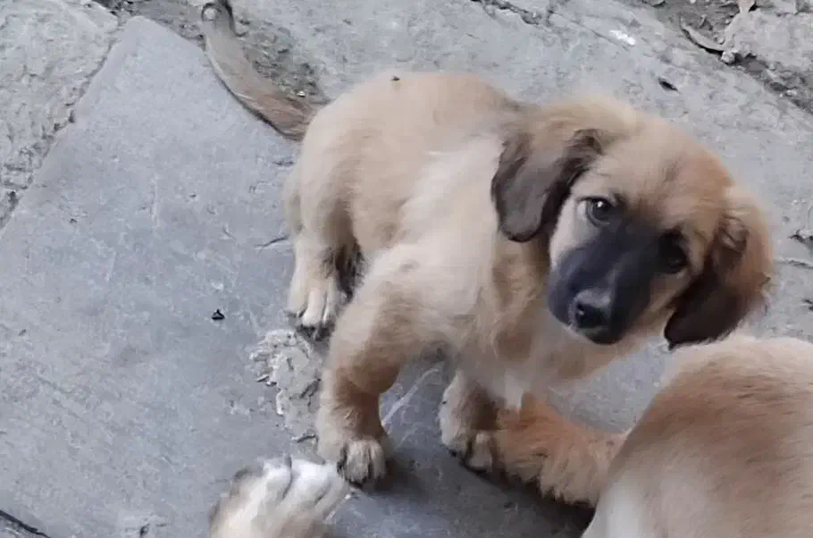 واگذاری اشپیتز|سگ|رشت, پیرکلاچای|دیوار