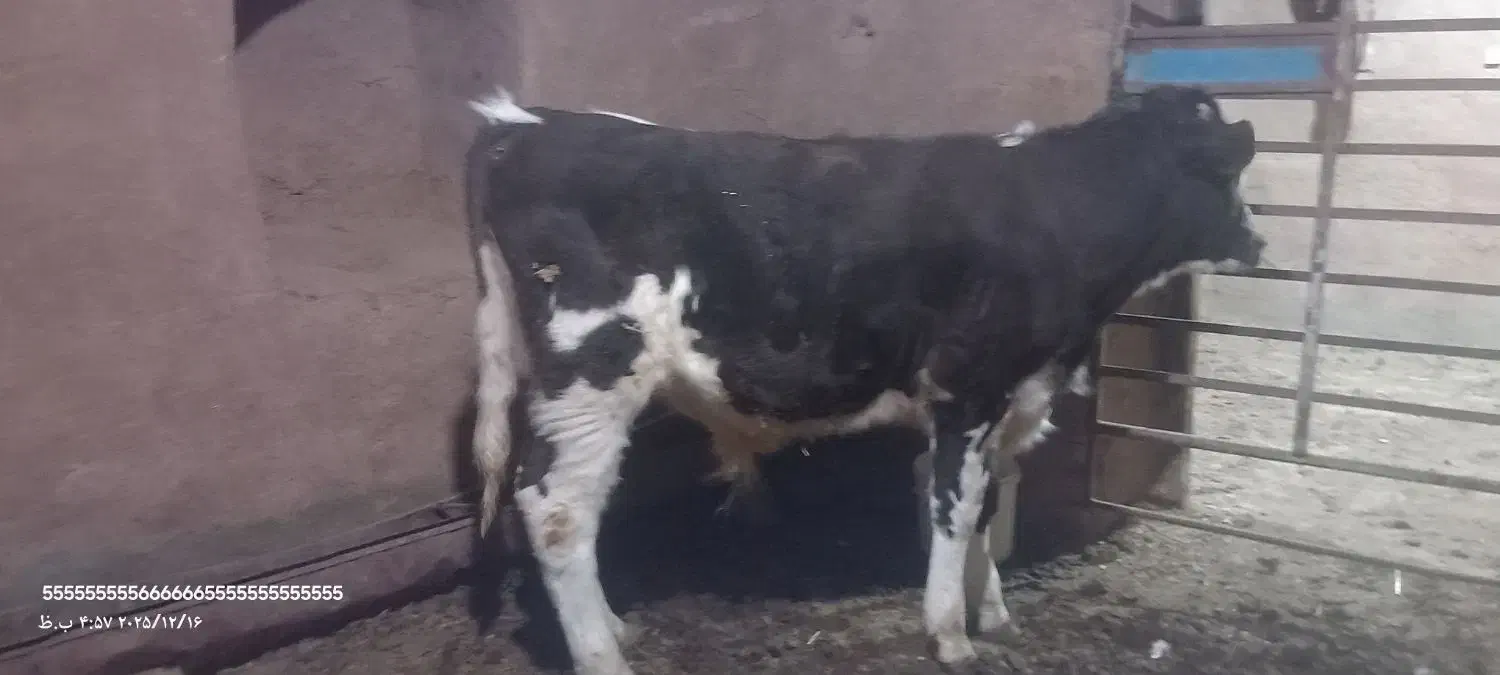 گوساله و گاو شیری|حیوانات مزرعه|باشتین, |دیوار