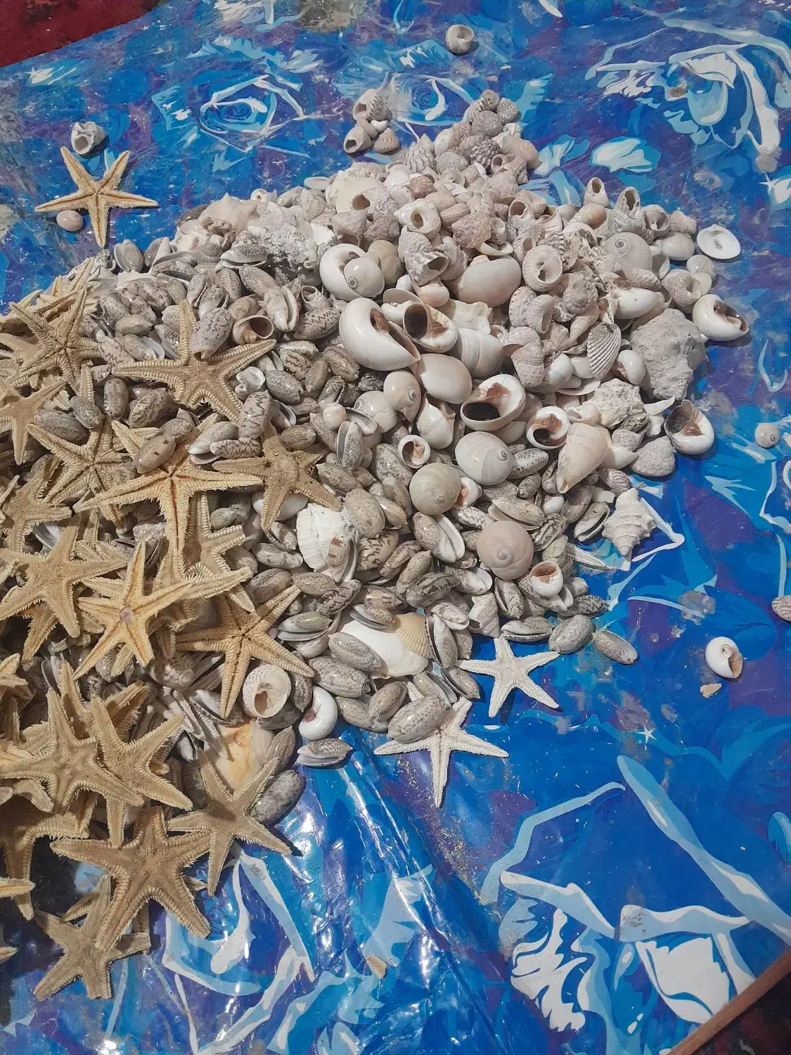 صدف دریایی|صنایع دستی و سایر لوازم تزئینی|شیراز, حومه شیراز|دیوار