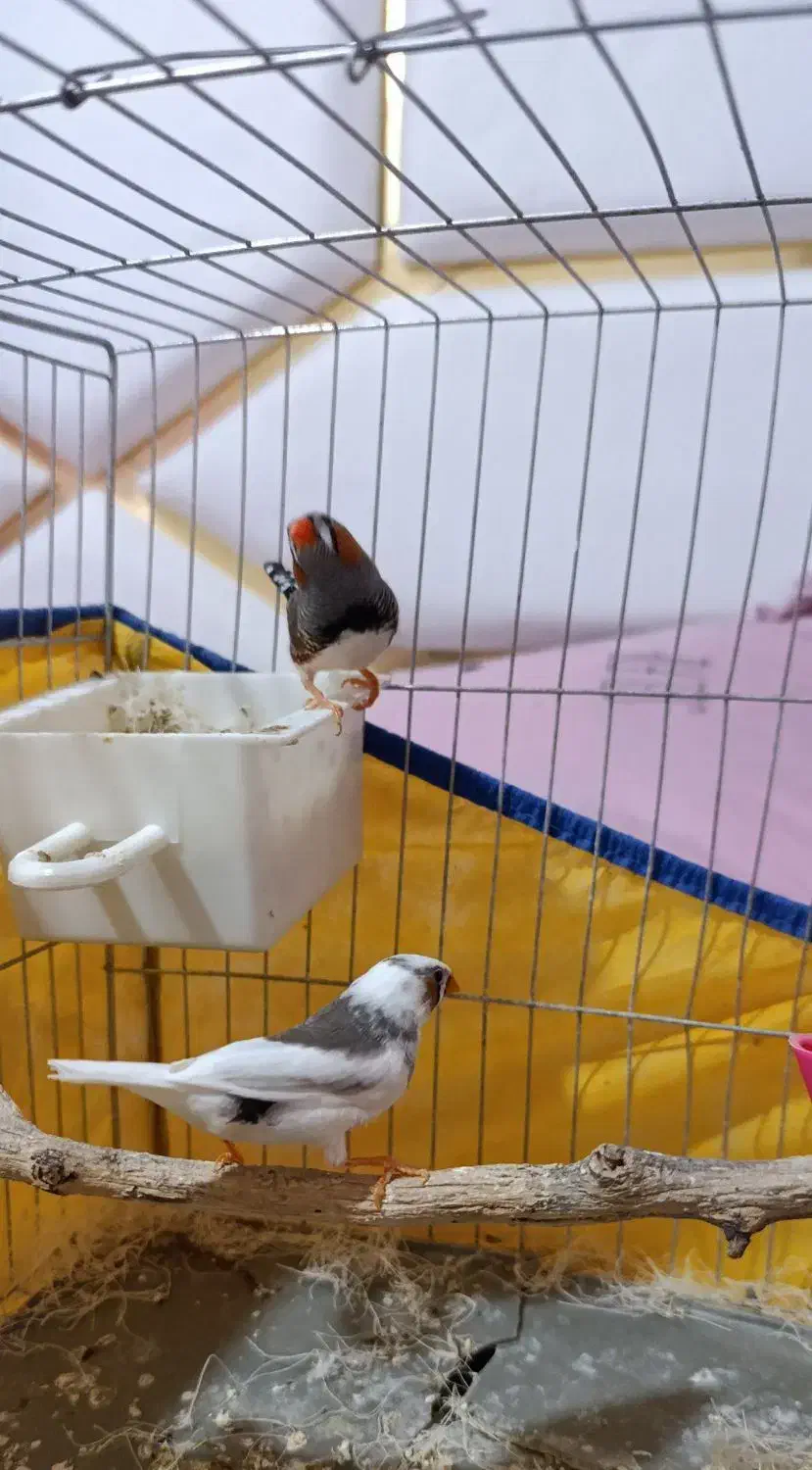 فنج|پرنده|خرم‌آباد, |دیوار