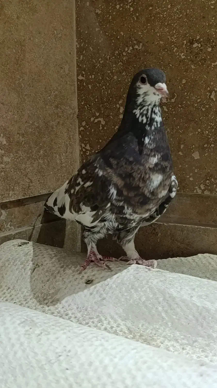 کبوتر شهری گلدار|پرنده|شیراز, شهرک مدرس|دیوار