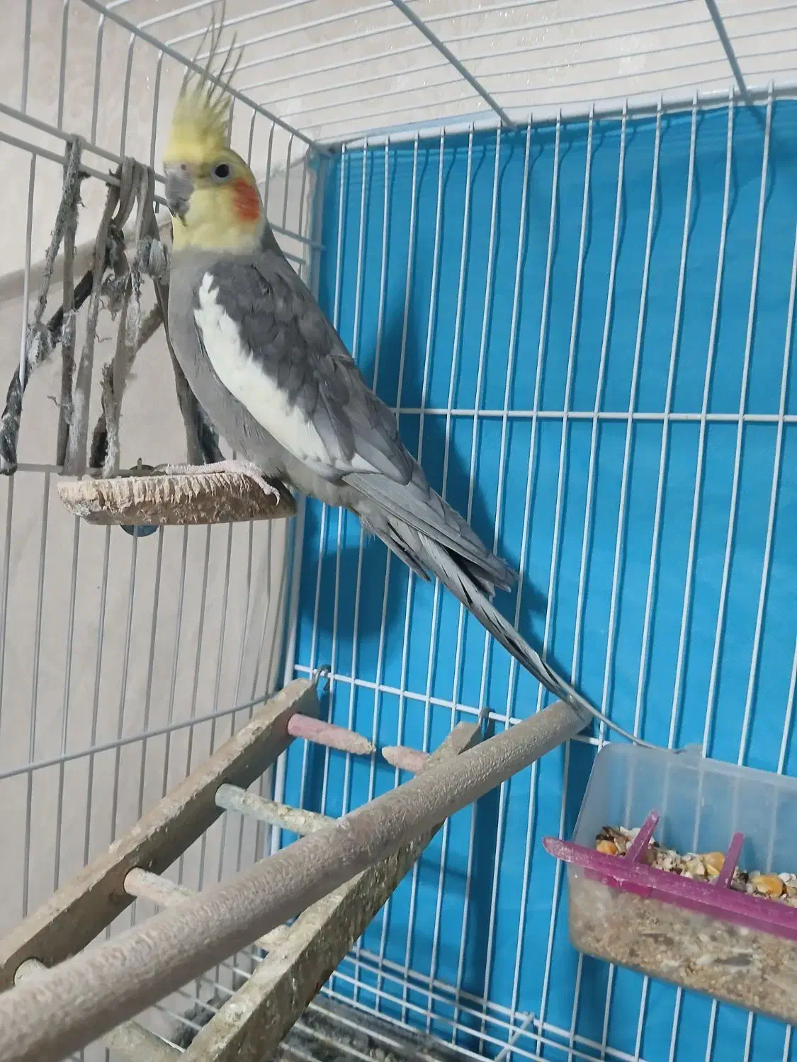 یک جفت عروس هلندی|پرنده|مشهد, شهید معقول|دیوار