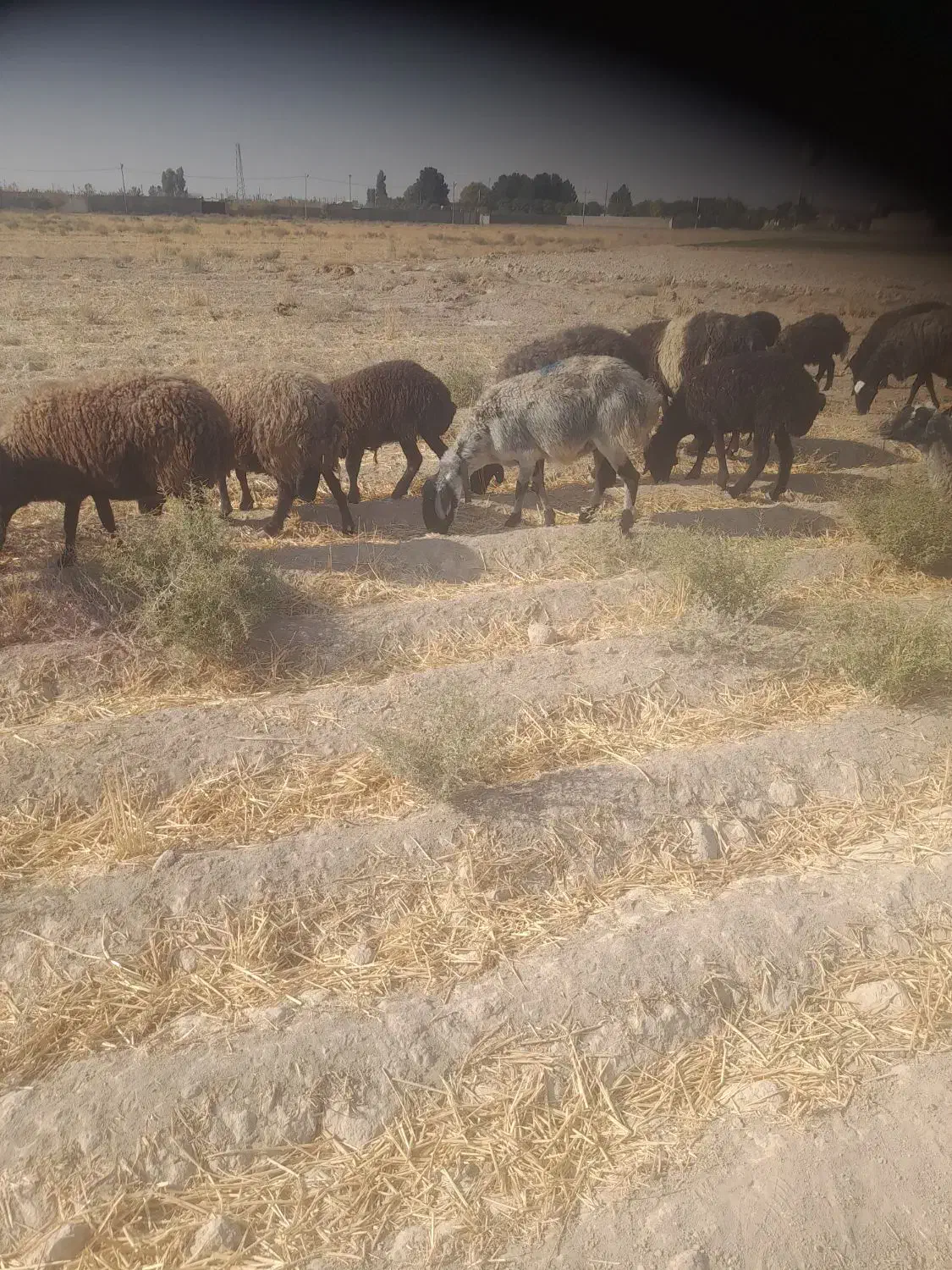 فروش میش وبره|حیوانات مزرعه|جوادآباد, |دیوار