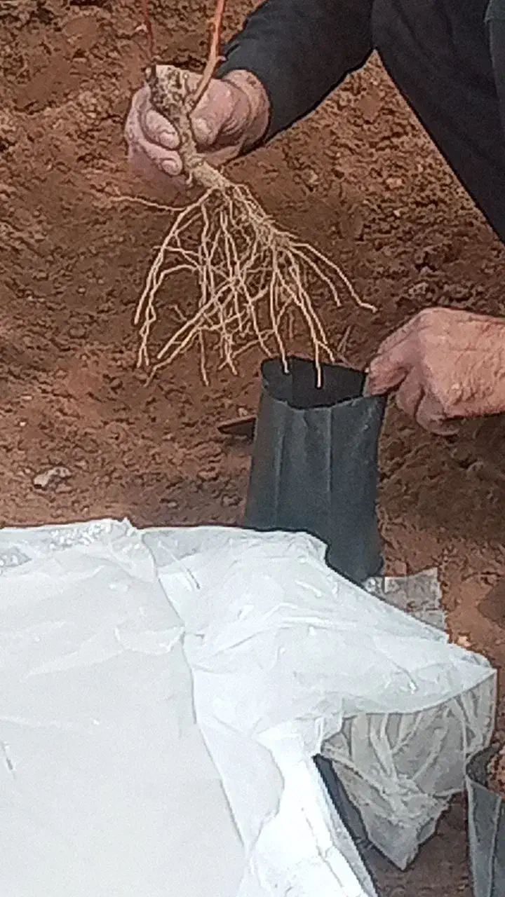 گلدانی زرشک|گل و گیاه طبیعی|زهان, |دیوار