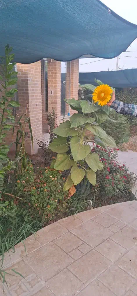 باغبانی|خدمات باغبانی و درختکاری|شوشتر, |دیوار