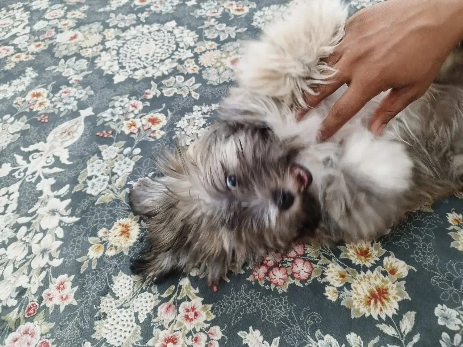 واگذاری سگ شیتزو|سگ|دزفول, |دیوار