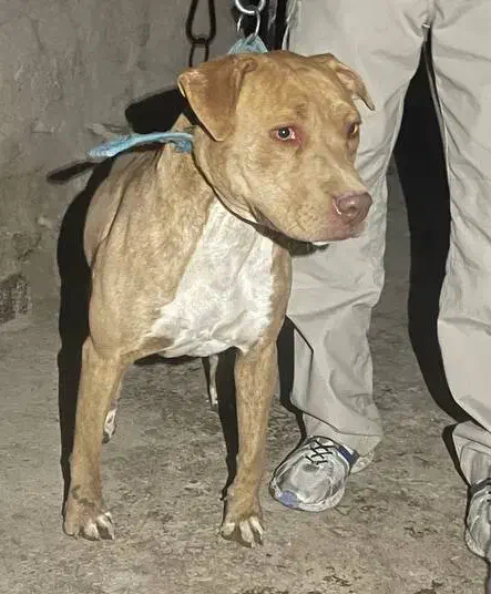 واگذاری سگ پیت بول|سگ|کرمانشاه, |دیوار