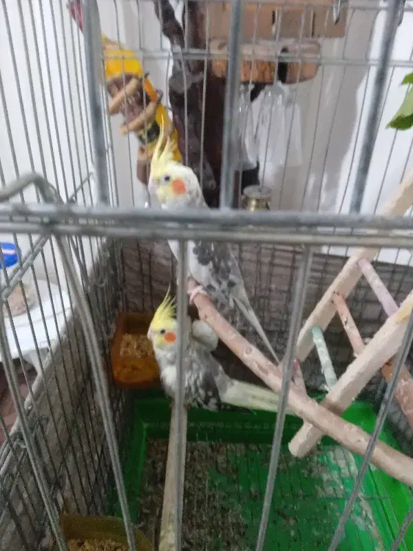 یک جفت عروس هلندی با قفس|پرنده|خشکبیجار, |دیوار