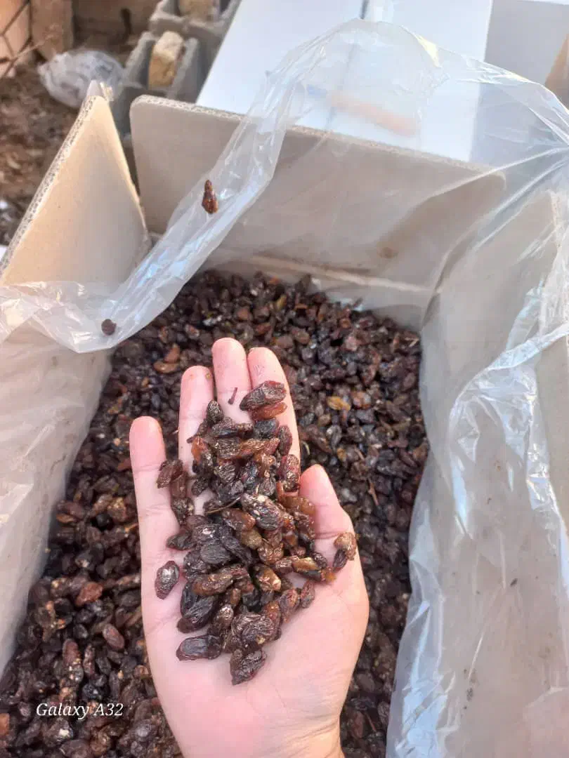 آماده تناژ بالا کشمش آبگیری|خوردنی و آشامیدنی|ورامین, ورامین|دیوار