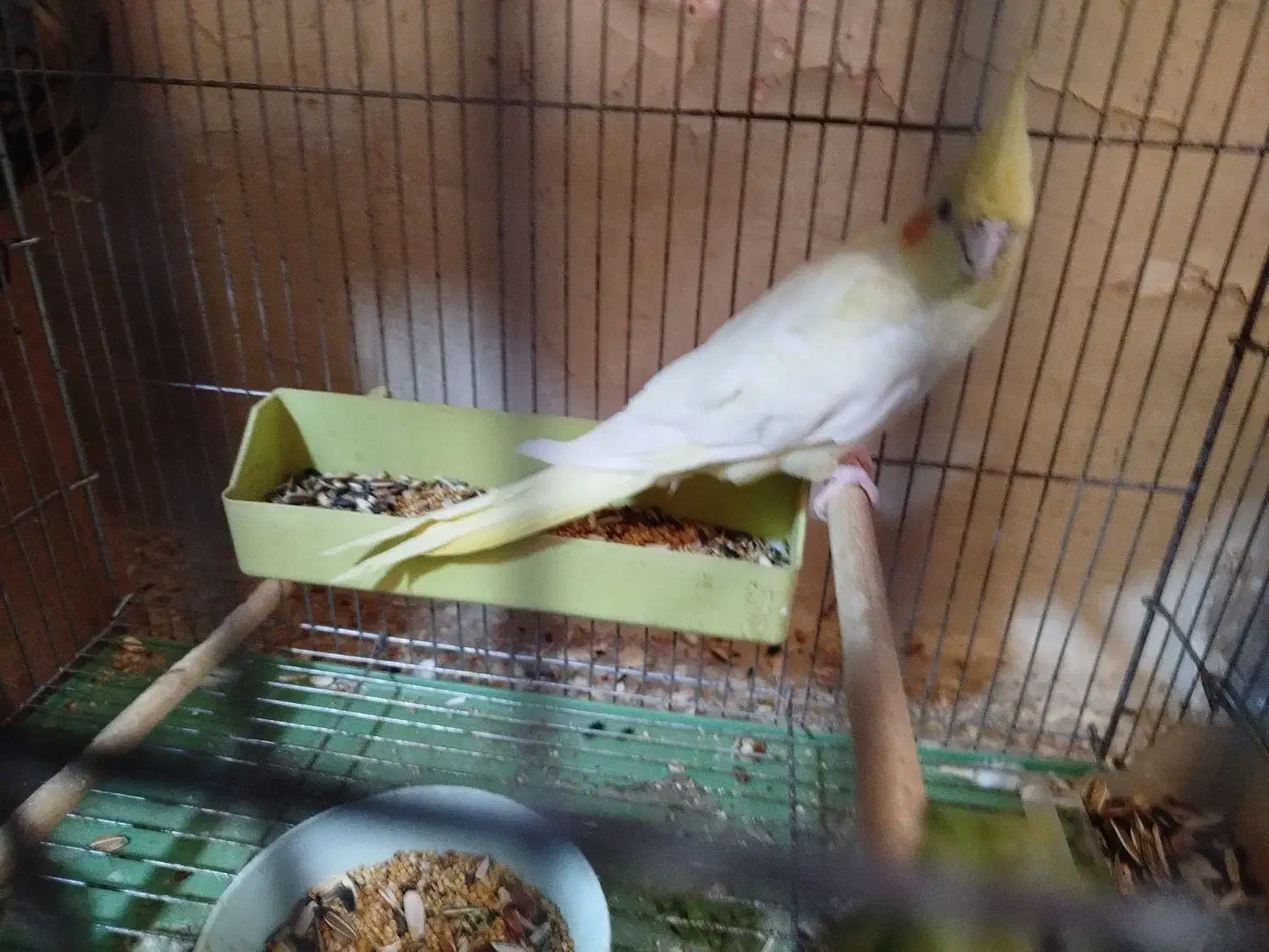 دو جفت عروس پاریس مولدشرط|پرنده|اهواز, کمپلو شمالی|دیوار