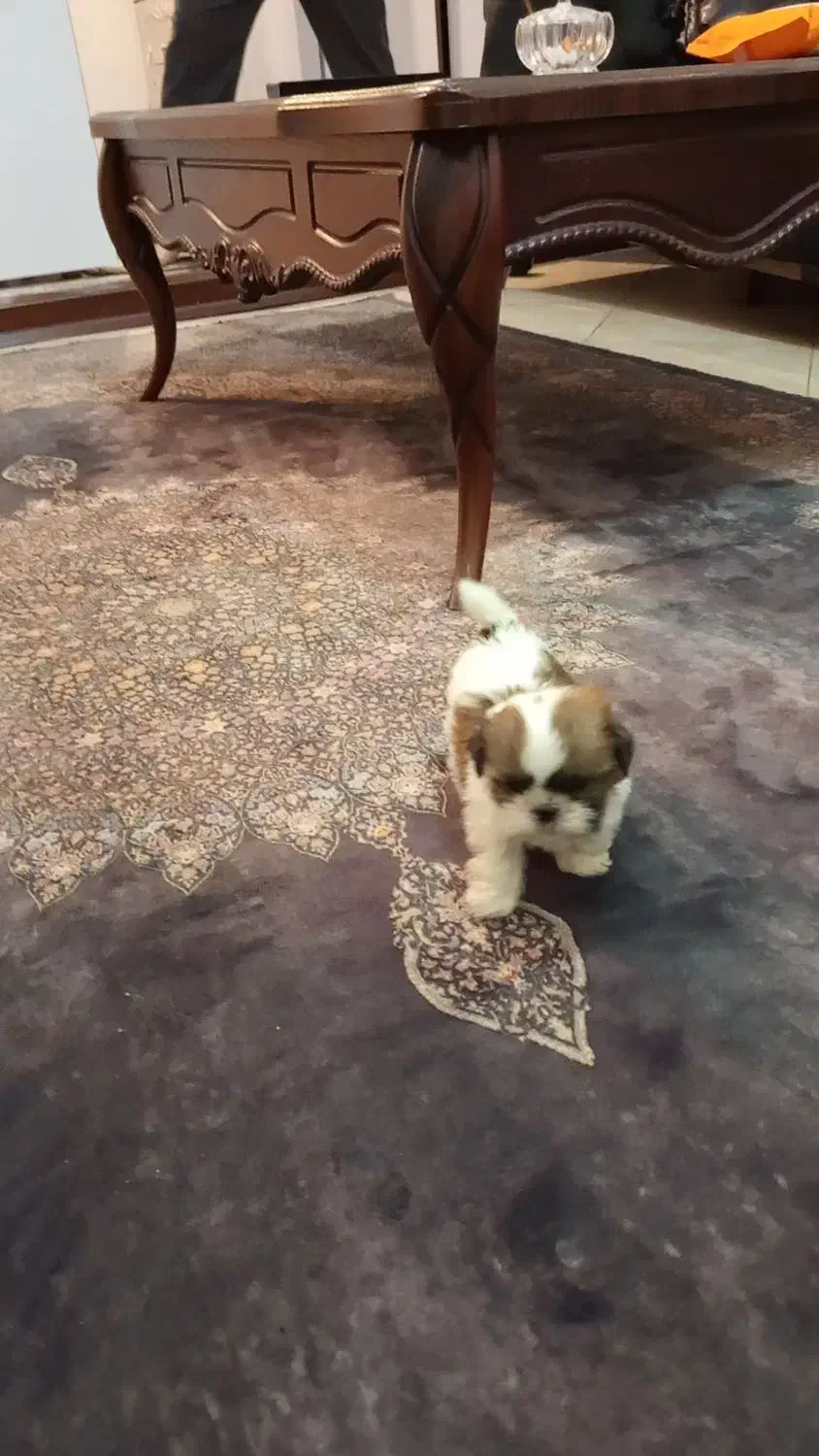 پودل کراس  کوچولو عروسکی نژاد قوی|سگ|اندیشه, اندیشه فاز ۱|دیوار