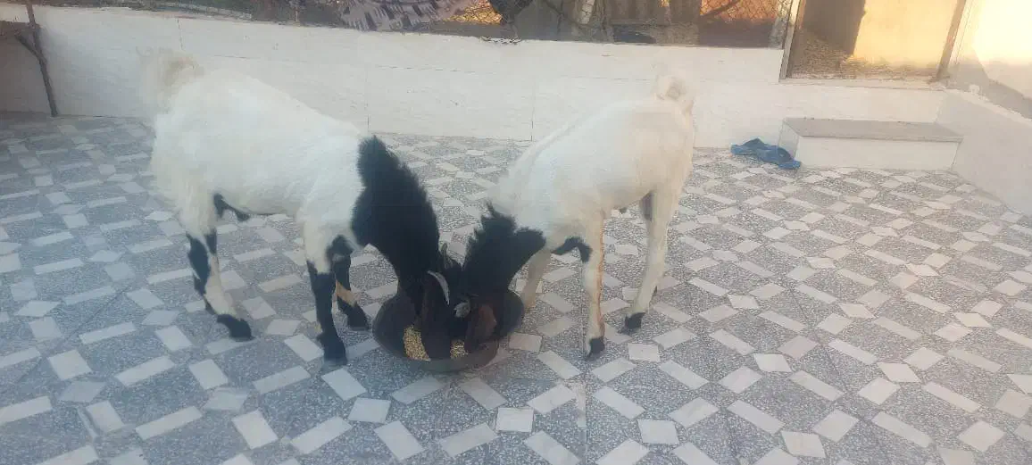 دوتا کهره نر پاکستانی گوش دراز جوان|حیوانات مزرعه|شبانکاره, |دیوار