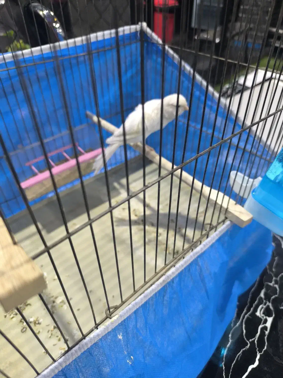 قناری ماده سوپر آماده|پرنده|خمینی‌شهر, |دیوار