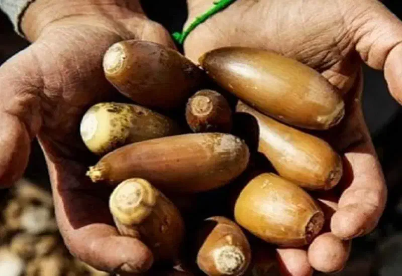 بلوط|حیوانات مزرعه|یاسوج, |دیوار