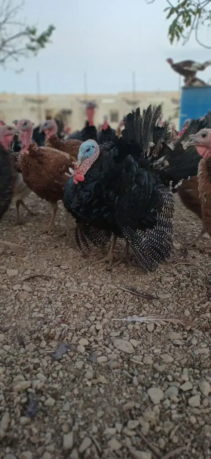 فروش بوقلمون کلی و جزئی|حیوانات مزرعه|همدان, |دیوار