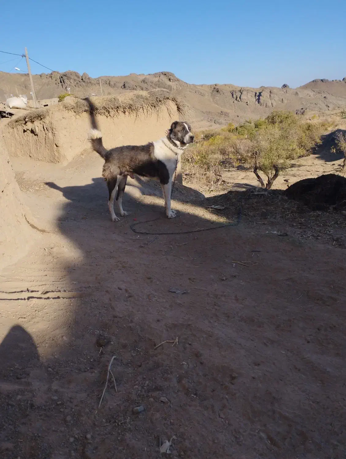 سگ گله|سگ|قائن, |دیوار