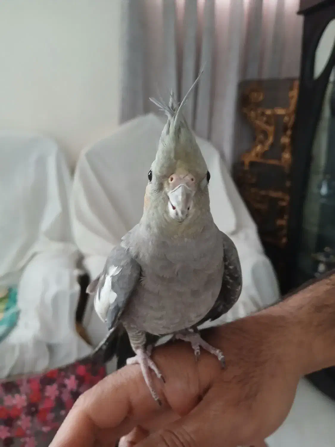 عروس هلندی|پرنده|شاهین‌شهر, فیض|دیوار