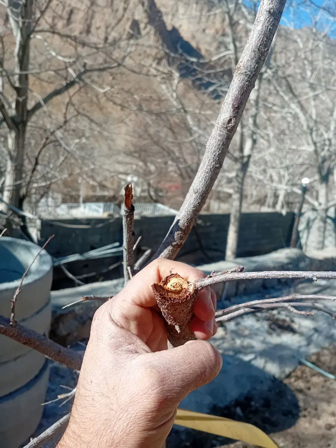 مهندسی و مشاوره باغ هرس کودهی سم درختکاری گل کاری|خدمات باغبانی و درختکاری|کازرون, |دیوار