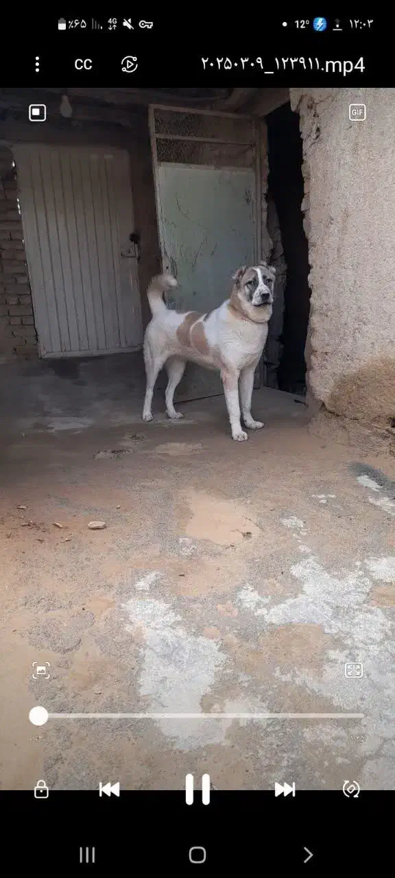 فروش|سگ|خمین, |دیوار