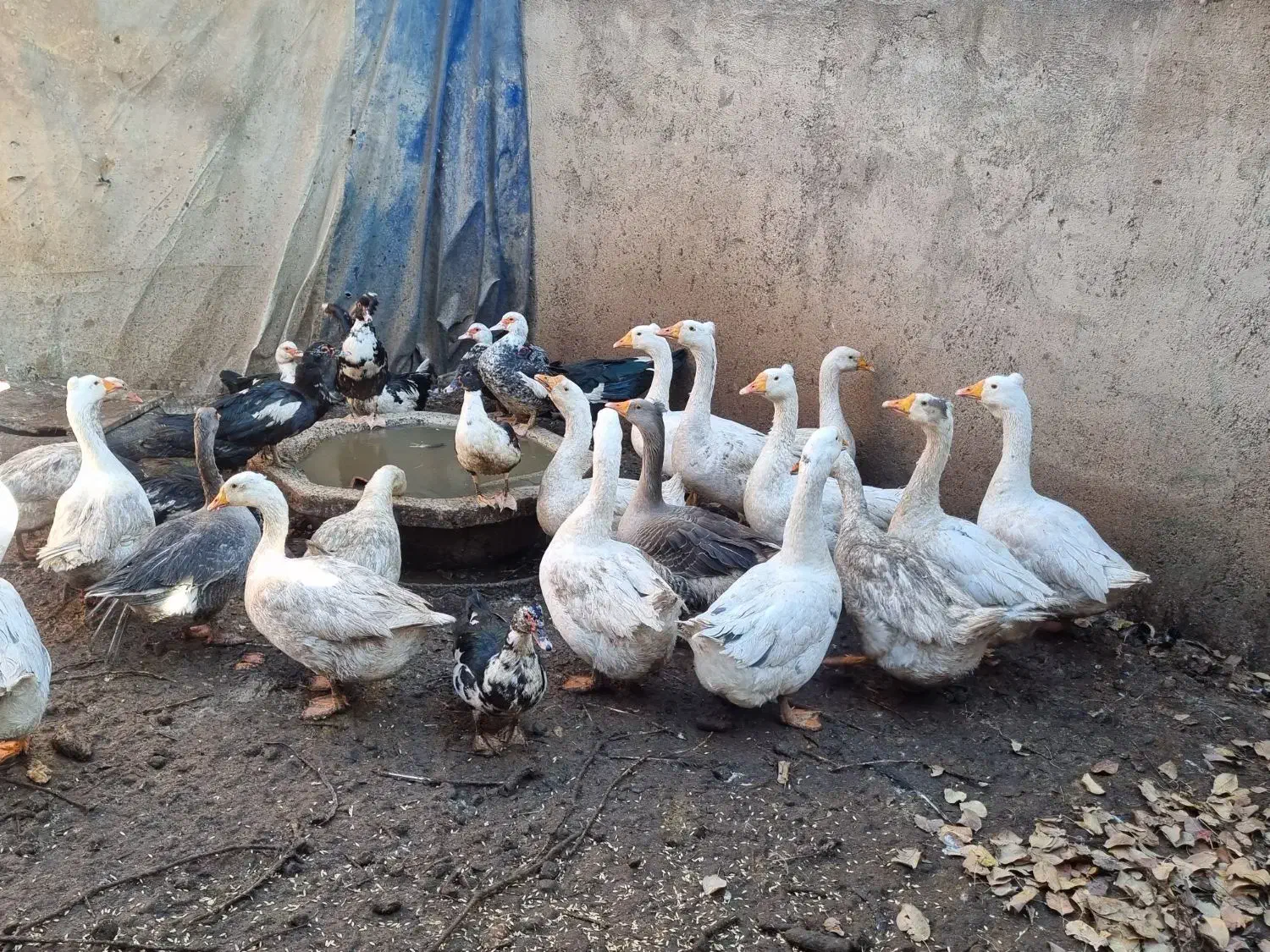 غازقو و  اردک اسرائیلی|حیوانات مزرعه|اردبیل, |دیوار