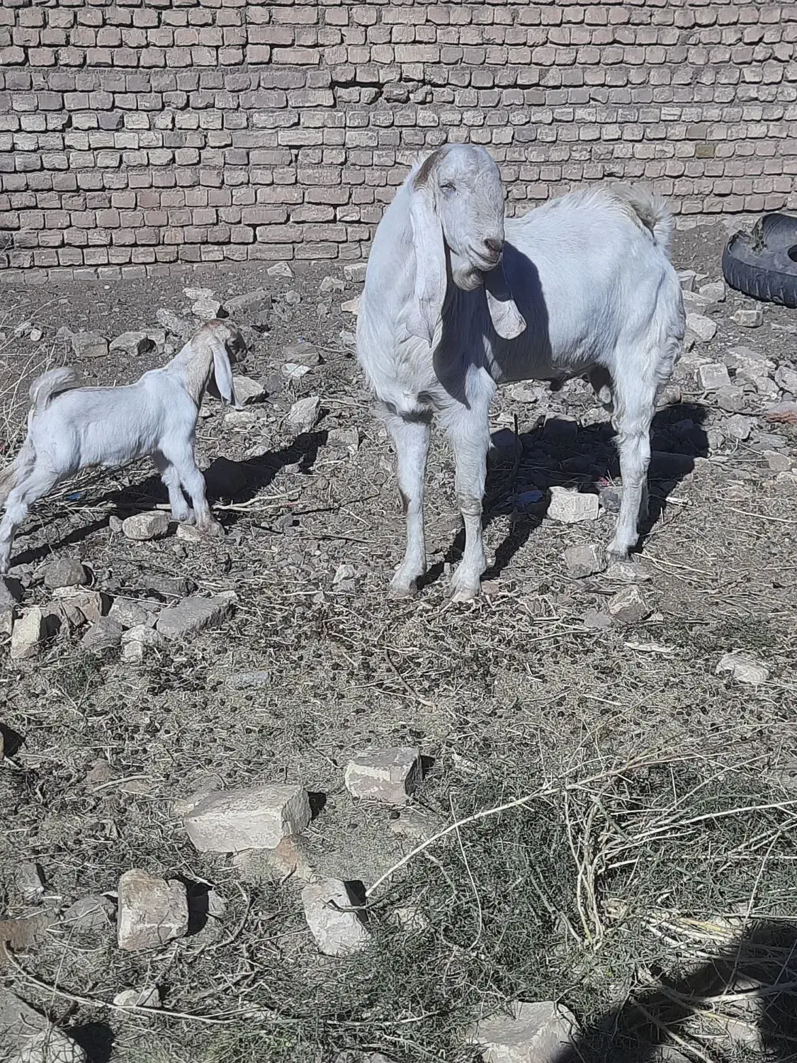 نربز گلابی پیام بدین شماره تماس بدم|حیوانات مزرعه|بردسکن, |دیوار