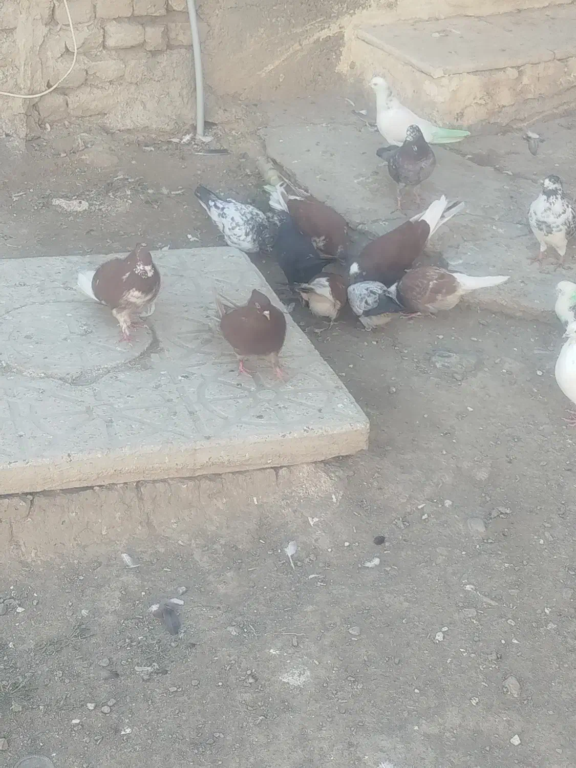 کبوتر پرشی|پرنده|شبستر, |دیوار