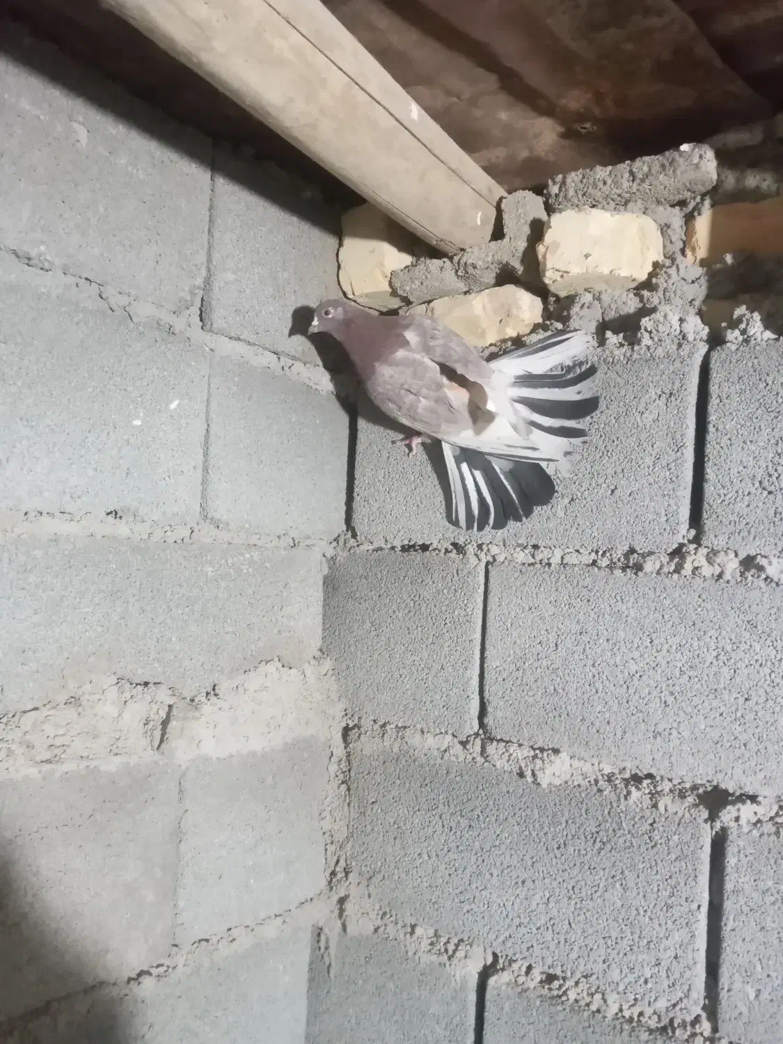 کبوترپرشی|پرنده|محلات, |دیوار