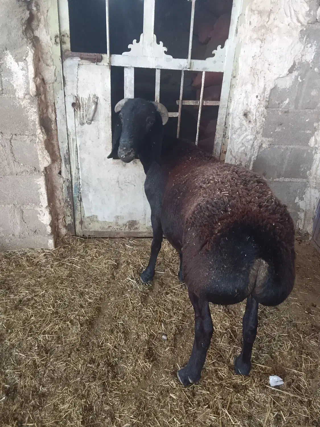 بره قوچ چینی با دو بره ماده چینی|حیوانات مزرعه|دهدشت, |دیوار