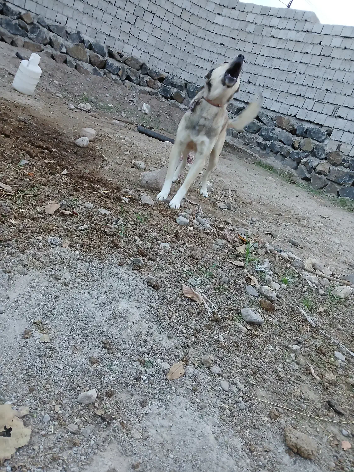 سگ نگهبان|سگ|ثمرین, |دیوار