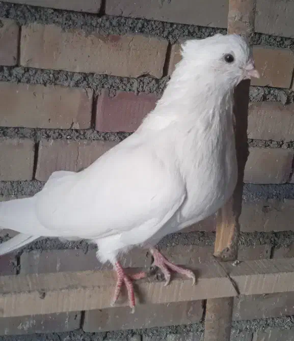 کبوتر ماده|پرنده|محمدبار, |دیوار