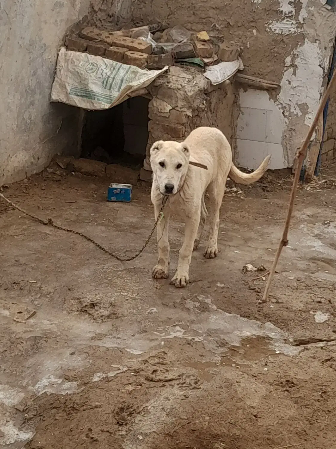 سگ سرابی|سگ|ایجرود, |دیوار