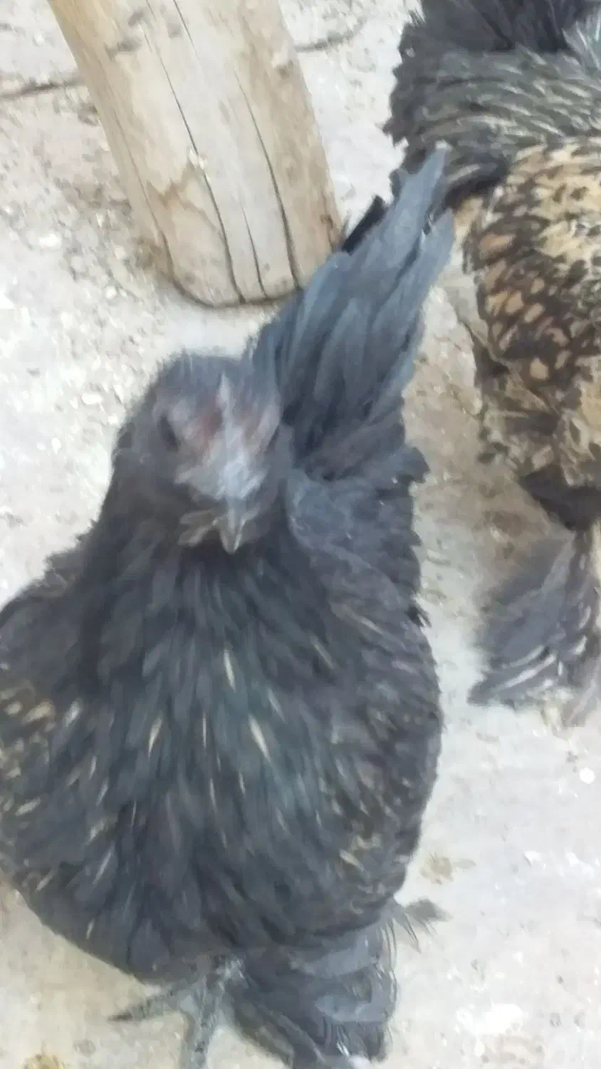 مرغ وخروس چینی وبلژیکی|حیوانات مزرعه|قم, نخودی|دیوار