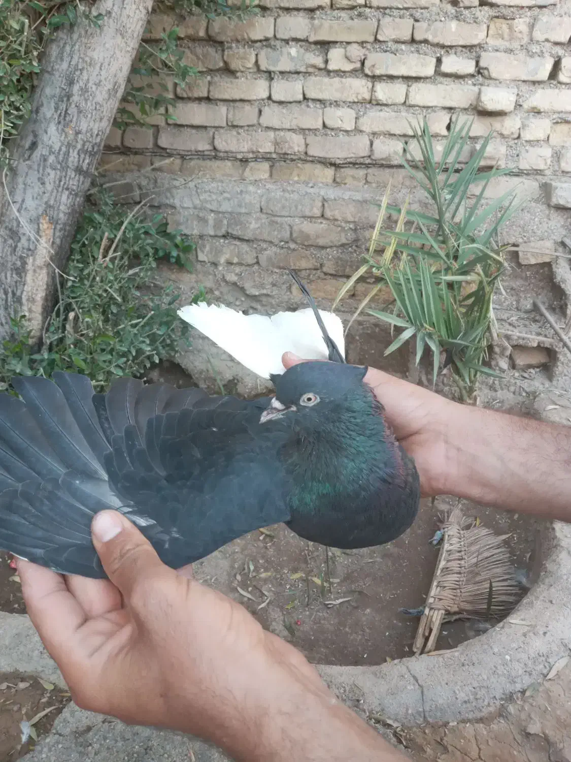 کبوتر|پرنده|کلاردشت, |دیوار