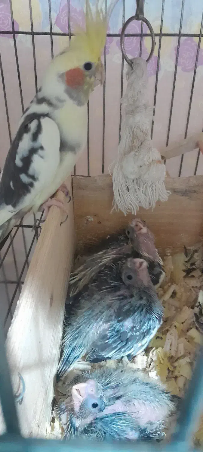 جوجه سرلاکی عروس هلندی|پرنده|لاهیجان, طالقانی|دیوار