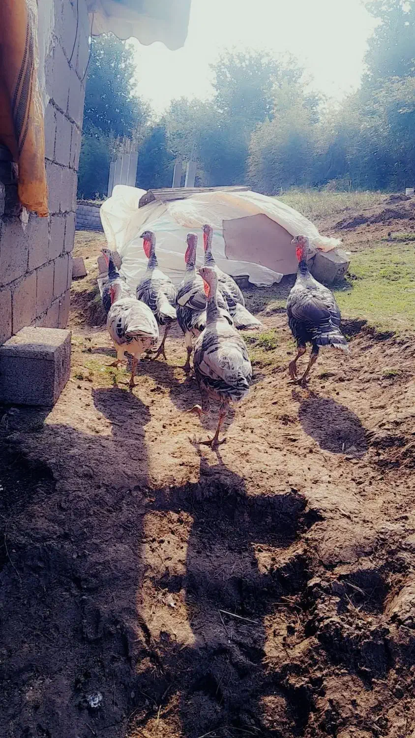 فروش هشتر خان|حیوانات مزرعه|تالش, جوکندان|دیوار