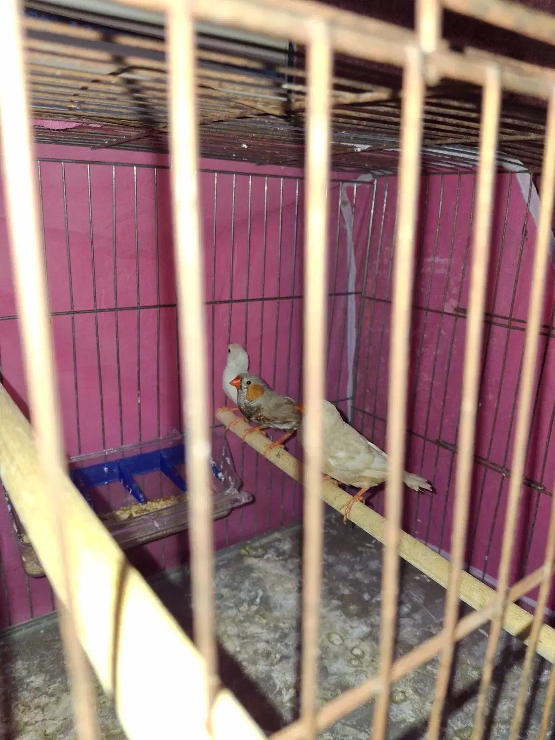 فنچ مولد دو ماده یه نر|پرنده|خان ببین, |دیوار