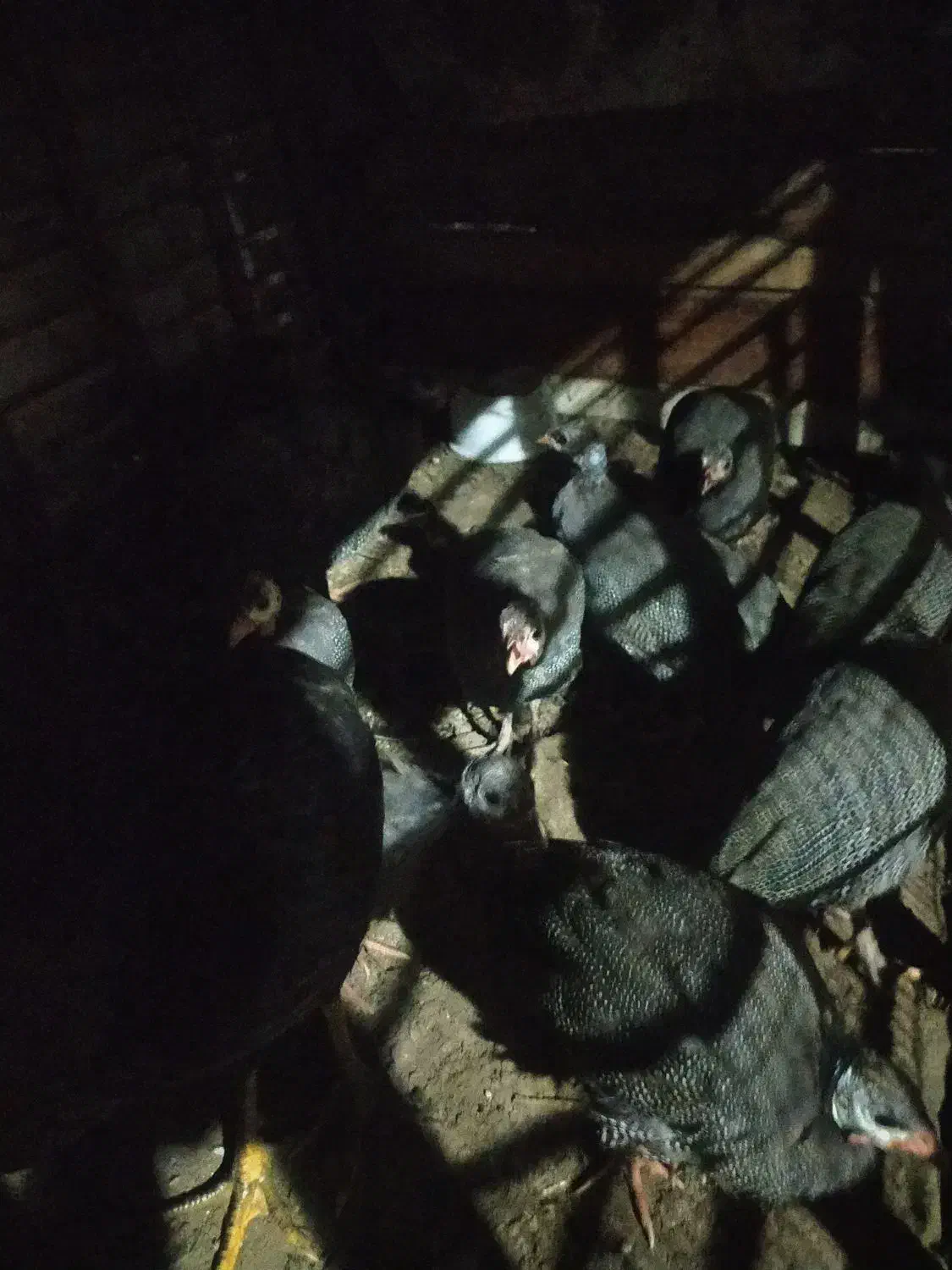 مرغ شاخدار|حیوانات مزرعه|بندر ترکمن, |دیوار