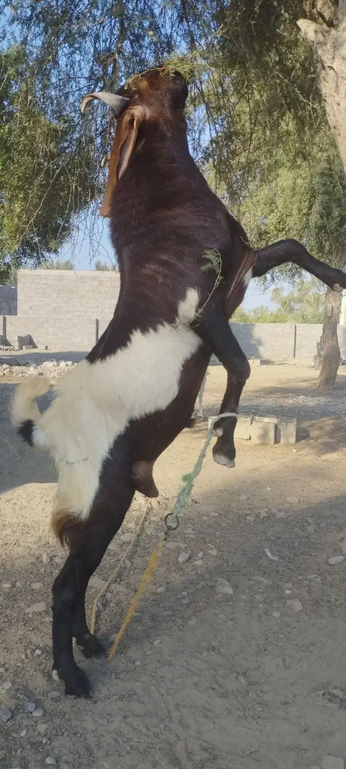 نری یک ساله پاکستانی اصل|حیوانات مزرعه|میناب, |دیوار