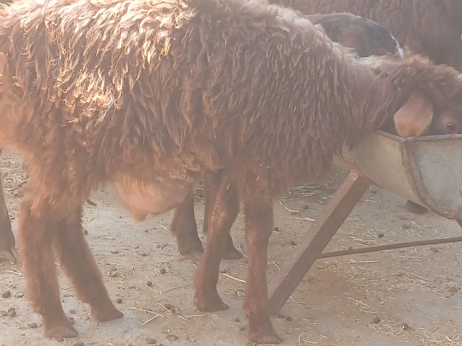 بره|حیوانات مزرعه|شیروان (خراسان), |دیوار