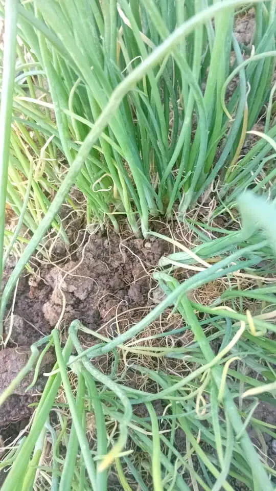 پیازمینروا|گل و گیاه طبیعی|کهنوج, |دیوار