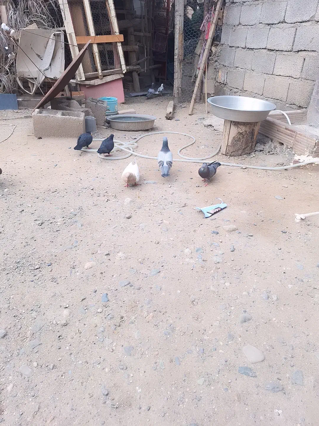 کبوتر|پرنده|جیرفت, |دیوار