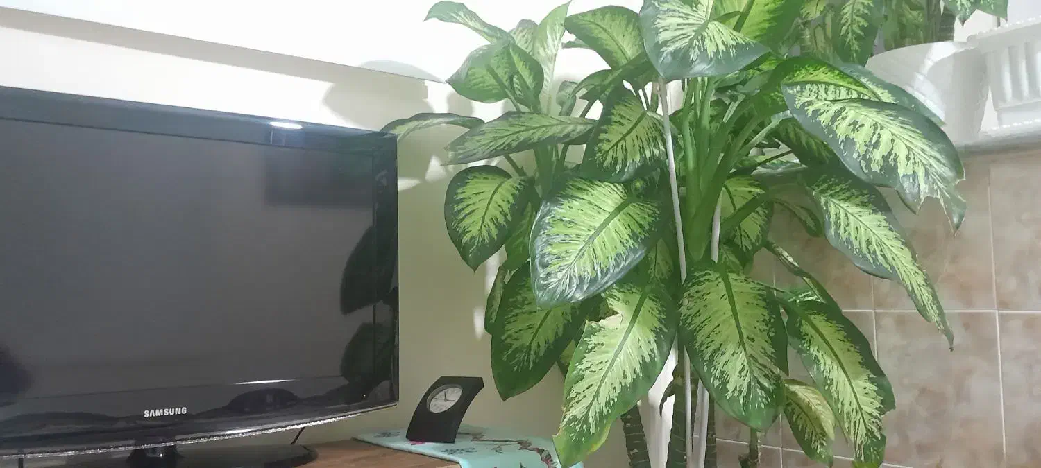 گل طبیعی دئفین باخیا|گل و گیاه طبیعی|تیکمه داش, |دیوار