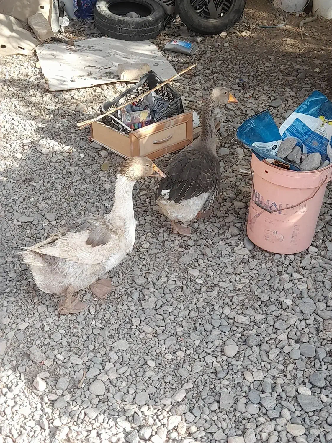 معاوضه غاز وکبوتر با...|حیوانات مزرعه|کرمان, |دیوار