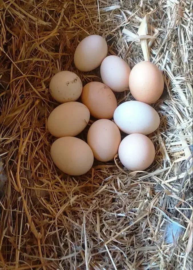 تخم مرغ تخم بلدرچین|حیوانات مزرعه|بهشهر, |دیوار